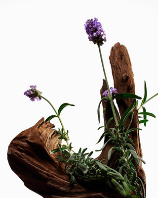 Body Balm Hinoki & Lavanda