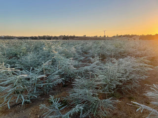 Fresh Baby Blue Eucalyptus 10 Stems Bunch for Shower & Décor