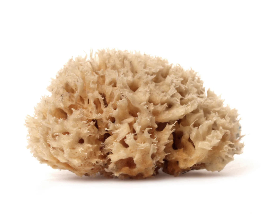 Wool Sea Sponge