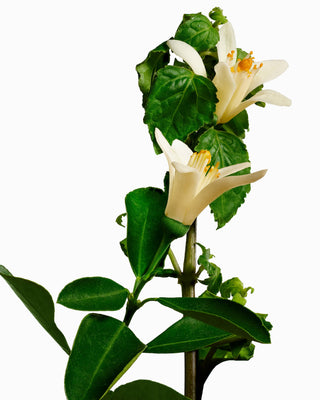 Body Balm Neroli & Patchouli