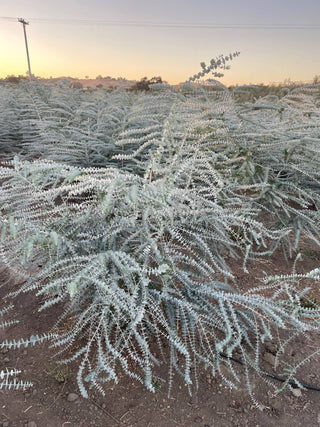 Fresh Baby Blue Eucalyptus 10 Stems Bunch for Shower & Décor