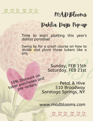 2/15 and 2/21: Dahlia Pop-Up - Tuber Sale and Education