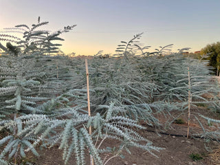 Fresh Baby Blue Eucalyptus 10 Stems Bunch for Shower & Décor