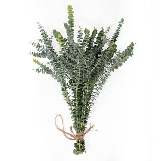 Fresh Baby Blue Eucalyptus 10 Stems Bunch for Shower & Décor